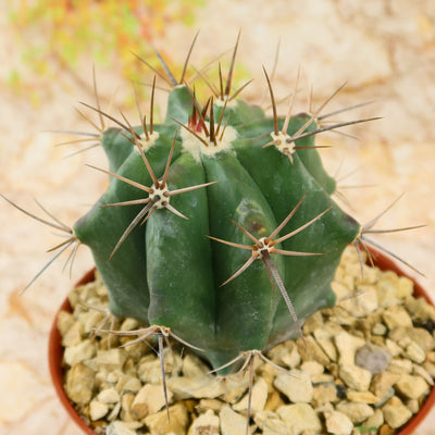 Echinocactus ingens Large Barrel Cactus | Planet Desert