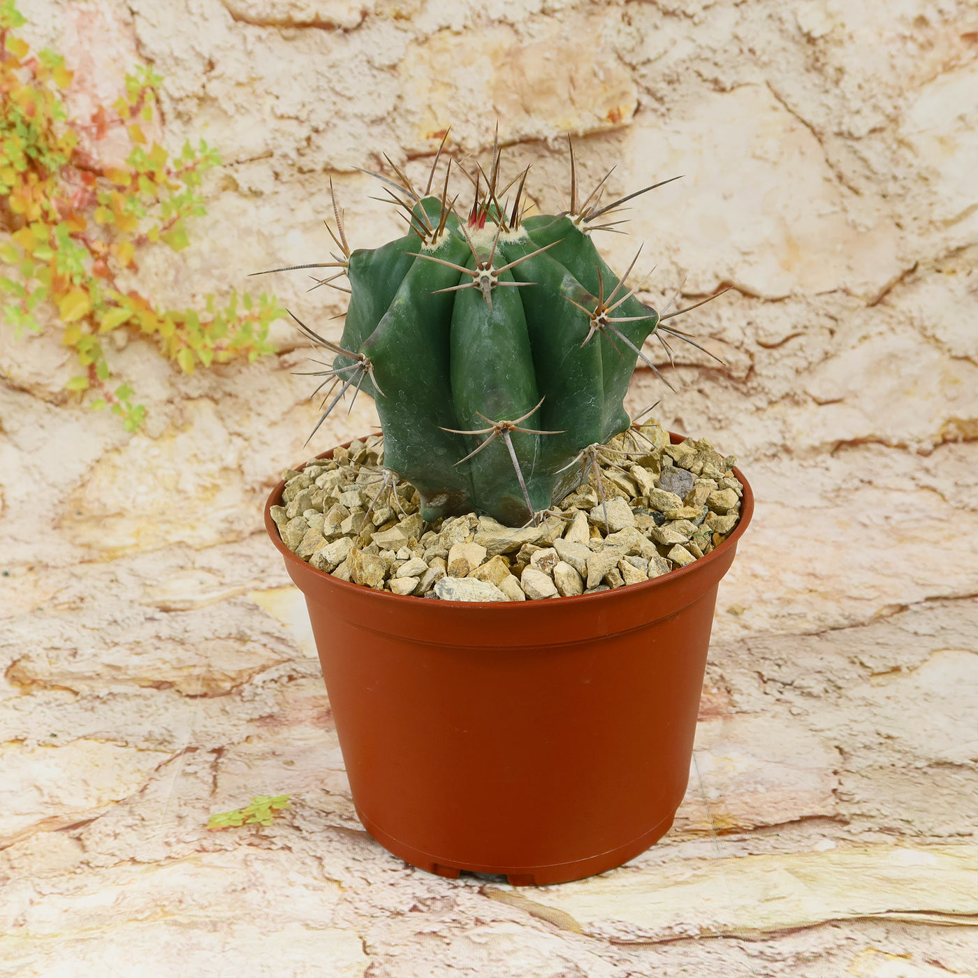 Echinocactus ingens Large Barrel Cactus | Planet Desert