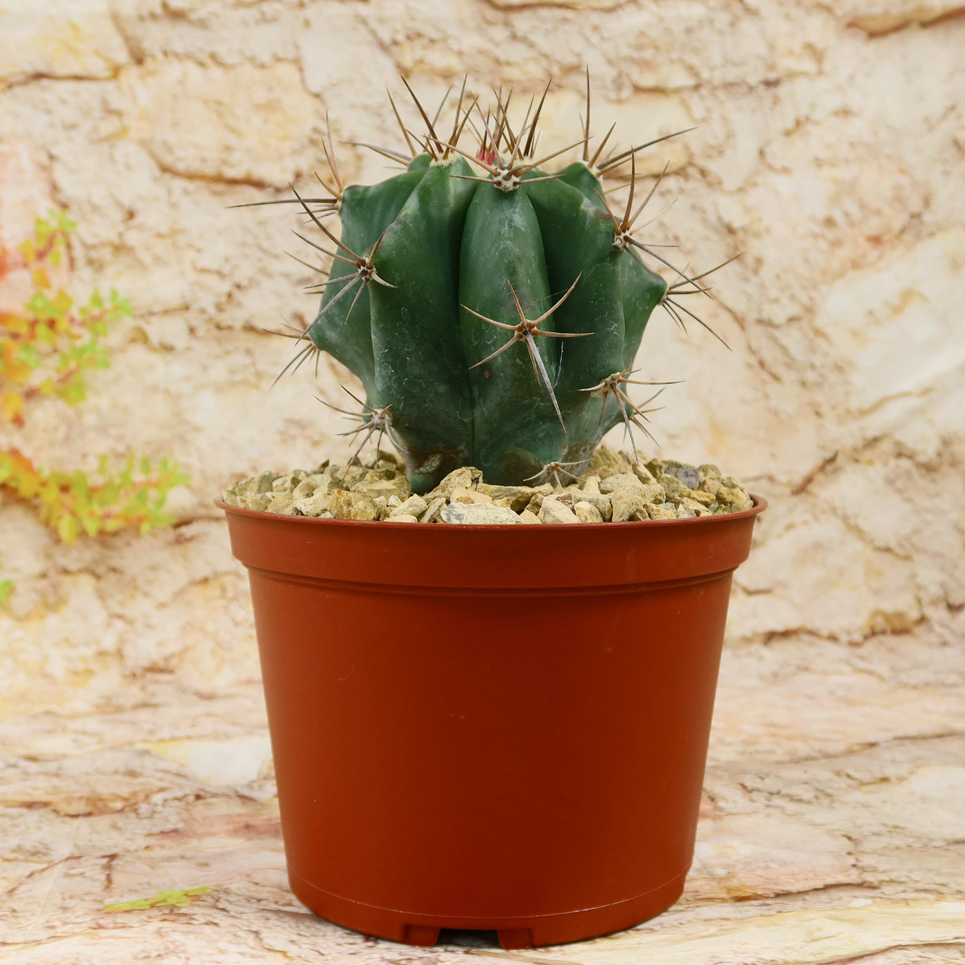 Echinocactus ingens – Planet Desert