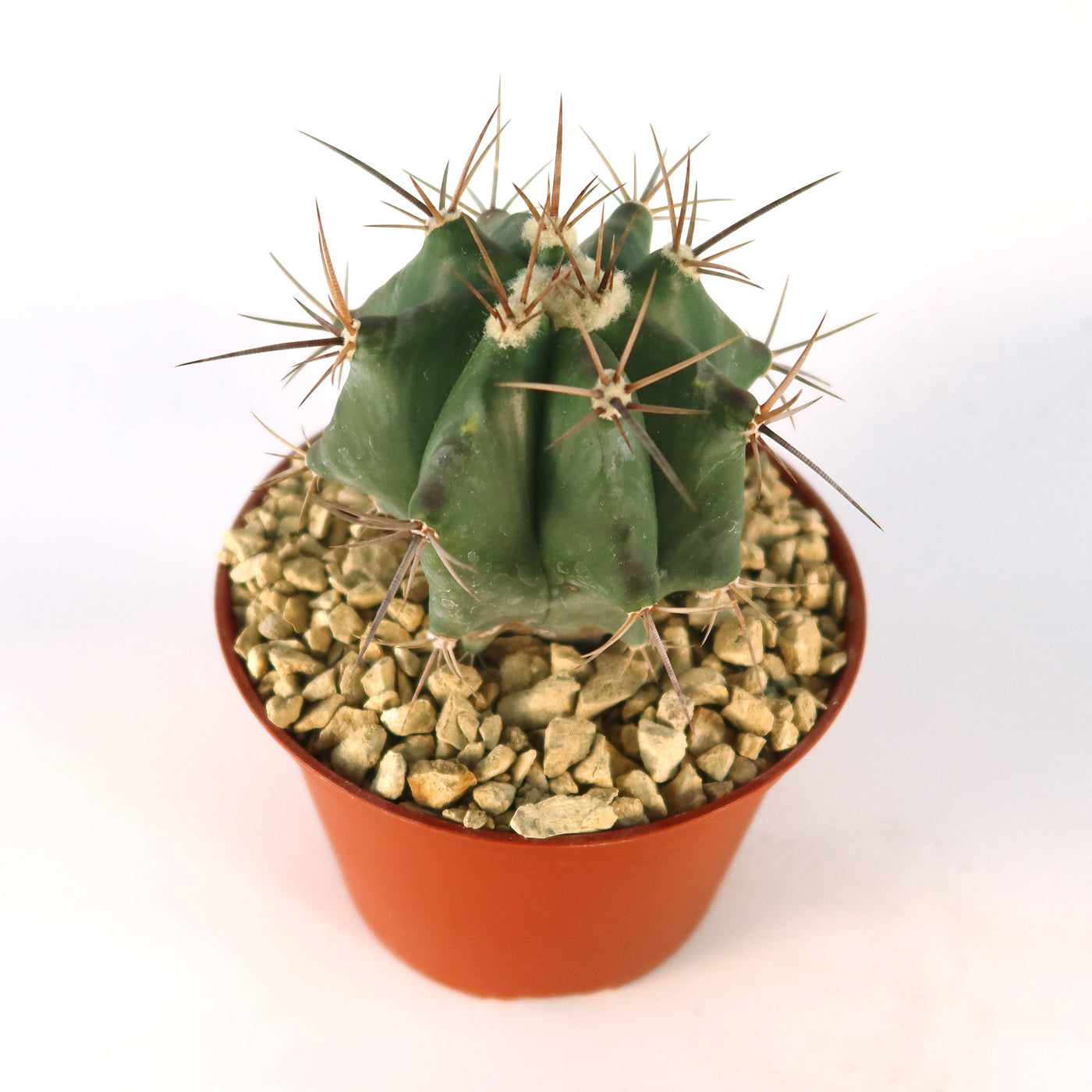 Echinocactus ingens – Planet Desert
