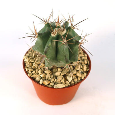 Echinocactus ingens Large Barrel Cactus | Planet Desert