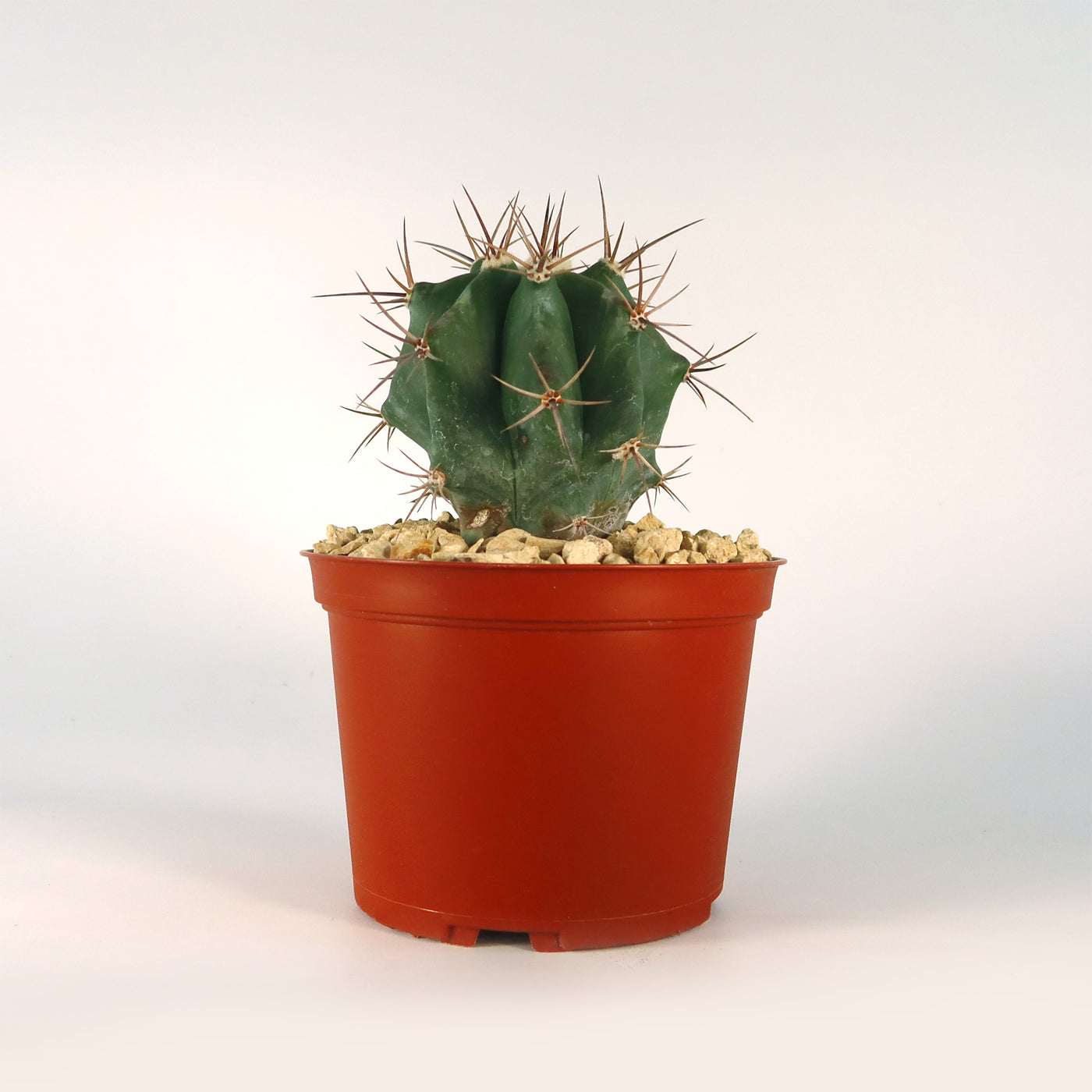 Echinocactus ingens Large Barrel Cactus | Planet Desert