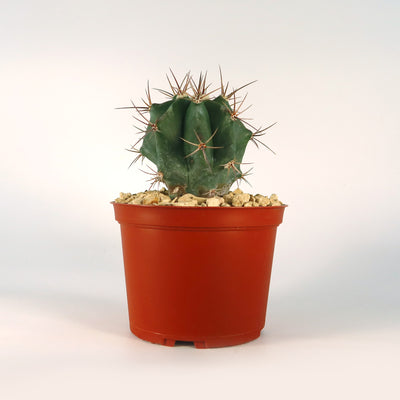 Echinocactus ingens Large Barrel Cactus | Planet Desert