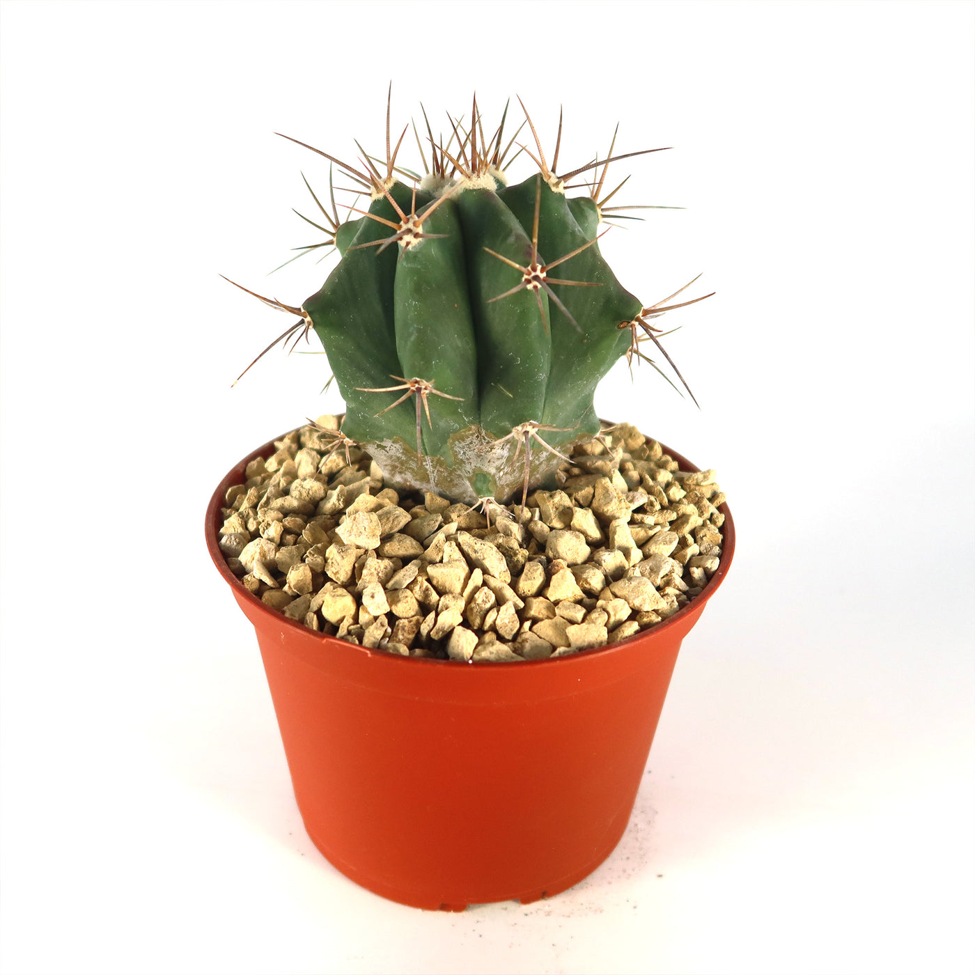 Echinocactus ingens Large Barrel Cactus | Planet Desert