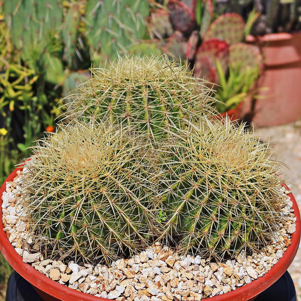 Tri-Cluster Golden Barrel Cactus - Echinocactus grusonii