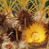 Golden Barrel Cactus - Echinocactus grusonii -11