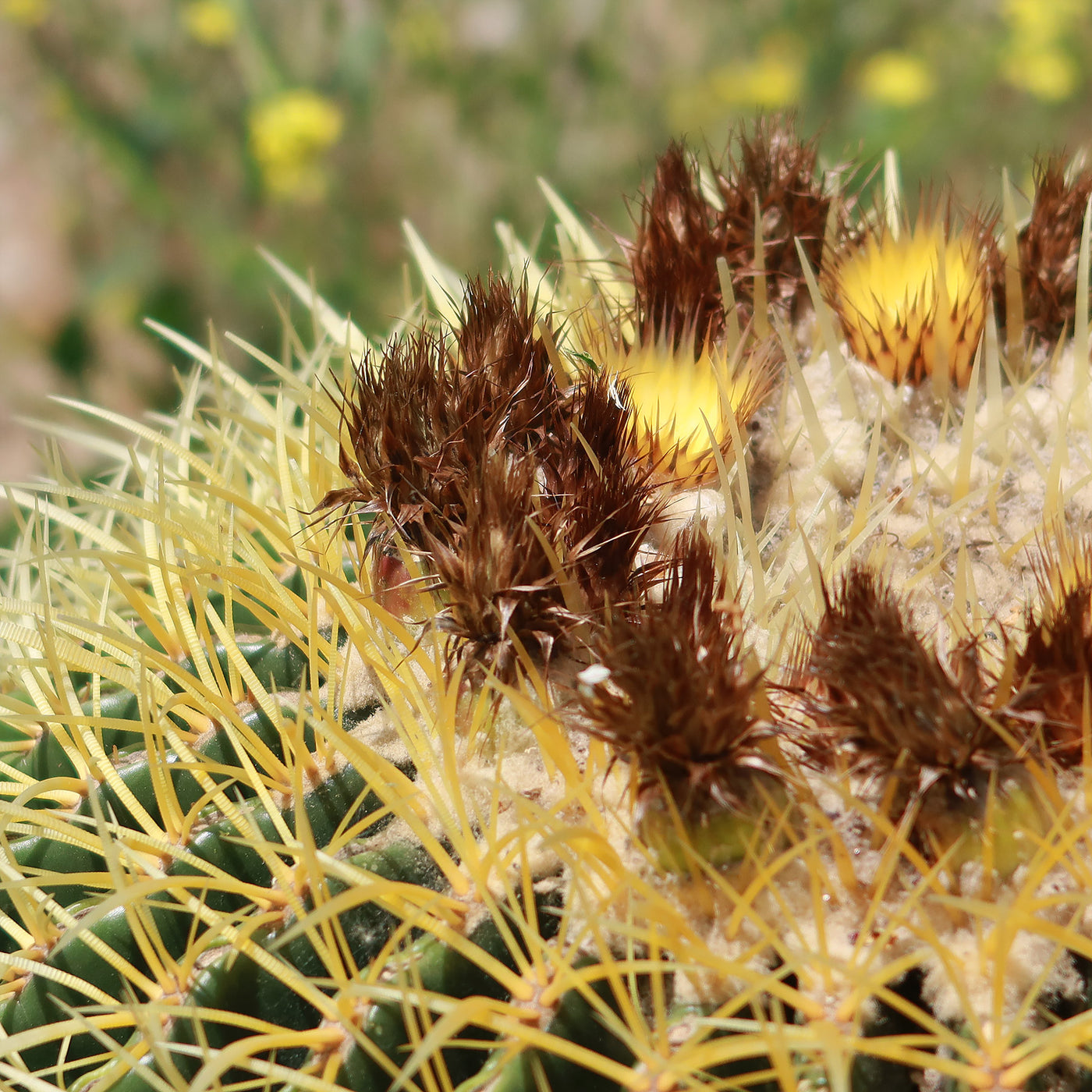 Golden Barrel Cactus - Echinocactus grusonii -30