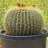 Golden Barrel Cactus - Echinocactus grusonii -31