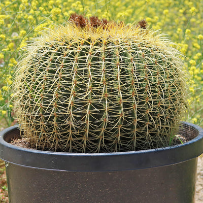 Golden Barrel Cactus - Echinocactus grusonii -31