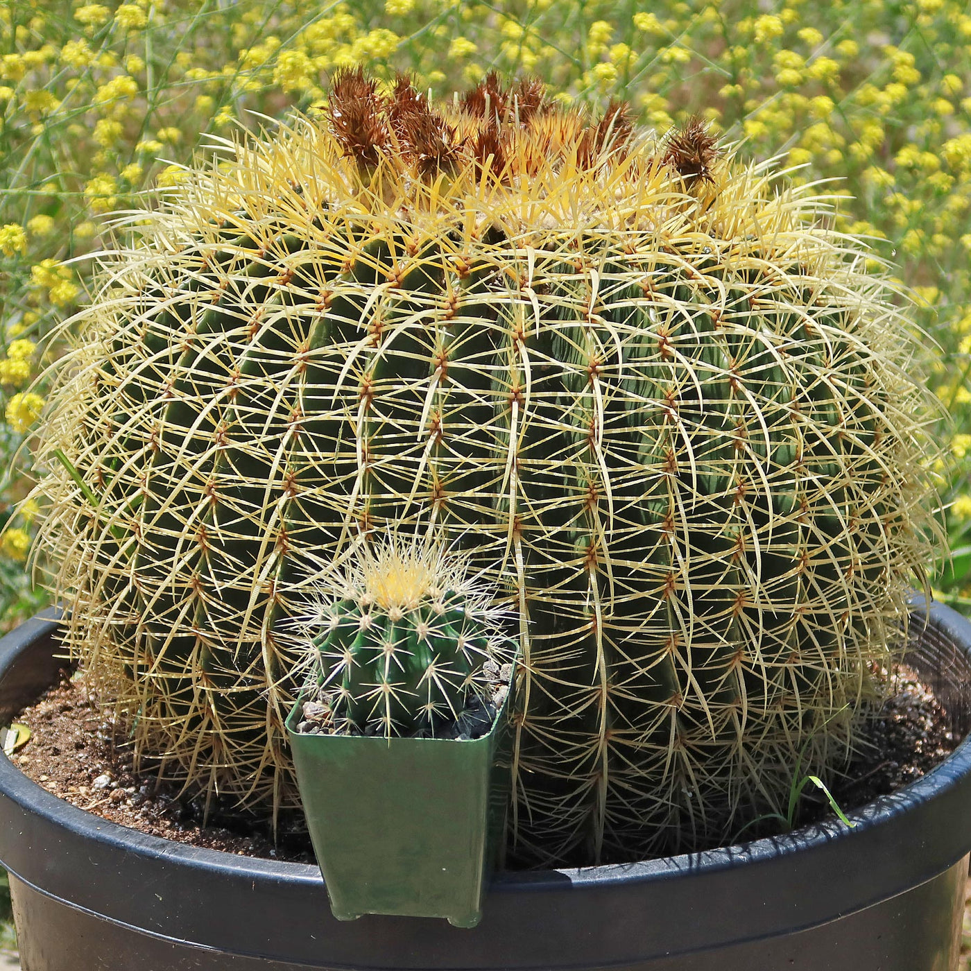 Golden Barrel Cactus - Echinocactus grusonii -8