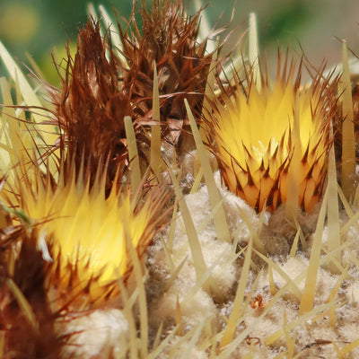 Golden Barrel Cactus - Echinocactus grusonii -32