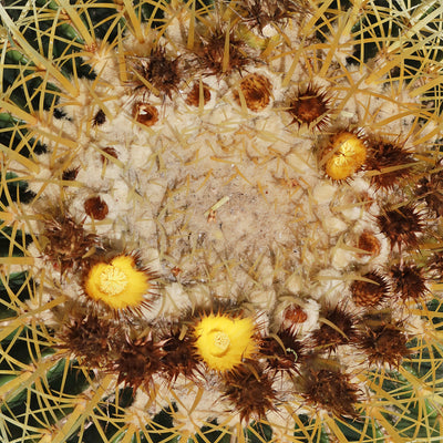 Golden Barrel Cactus - Echinocactus grusonii -12