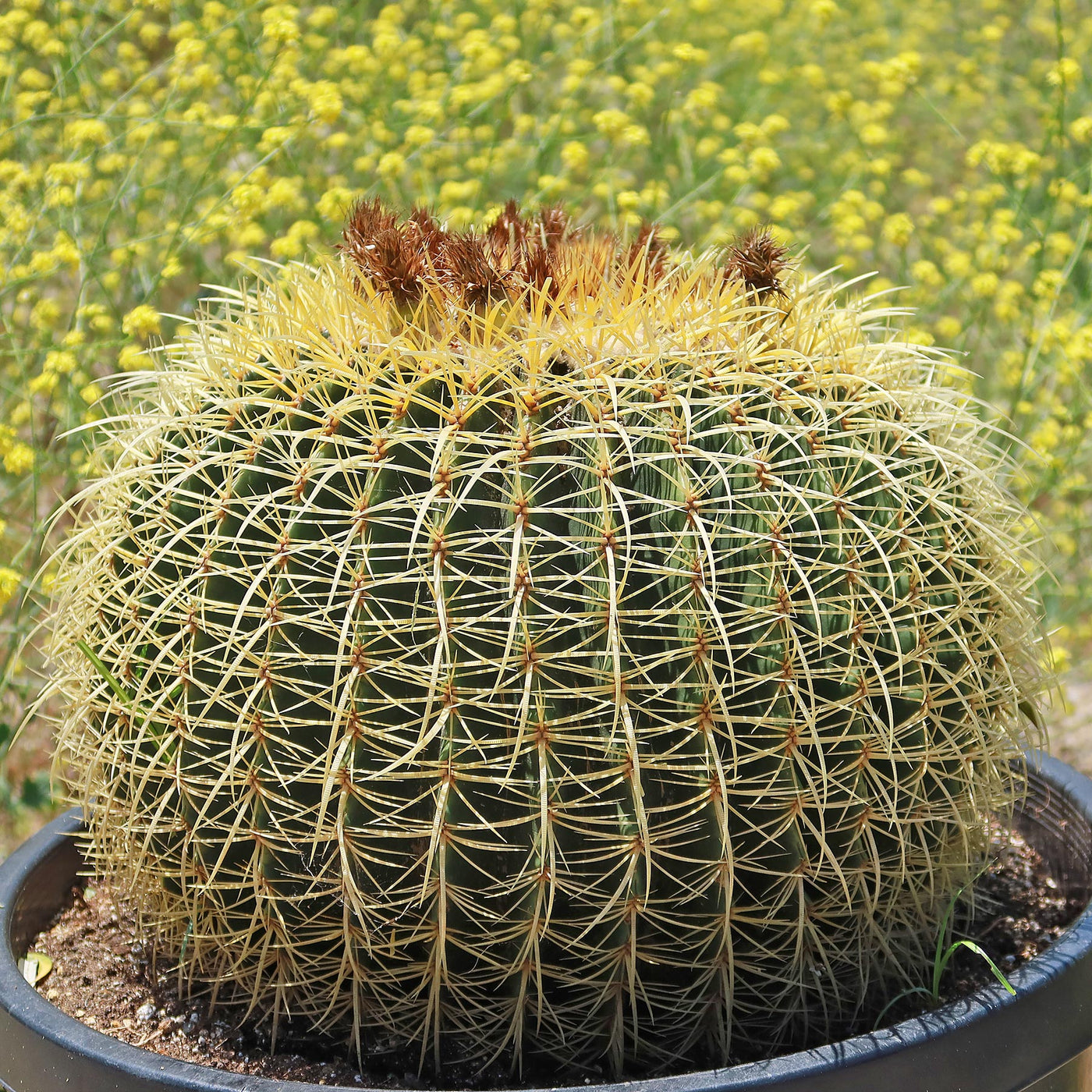 Golden Barrel Cactus - Echinocactus grusonii -33