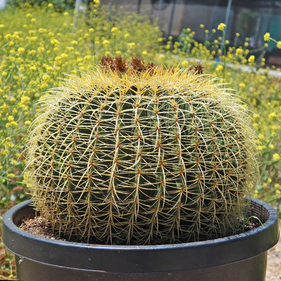 Golden Barrel Cactus - Echinocactus grusonii -34