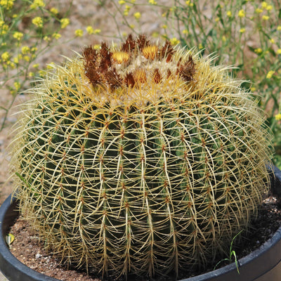 Golden Barrel Cactus - Echinocactus grusonii -9