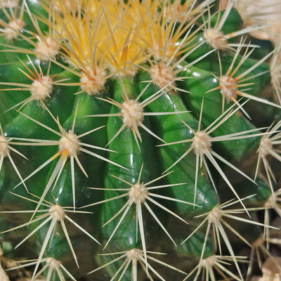 Golden Barrel Cactus - Echinocactus grusonii -40