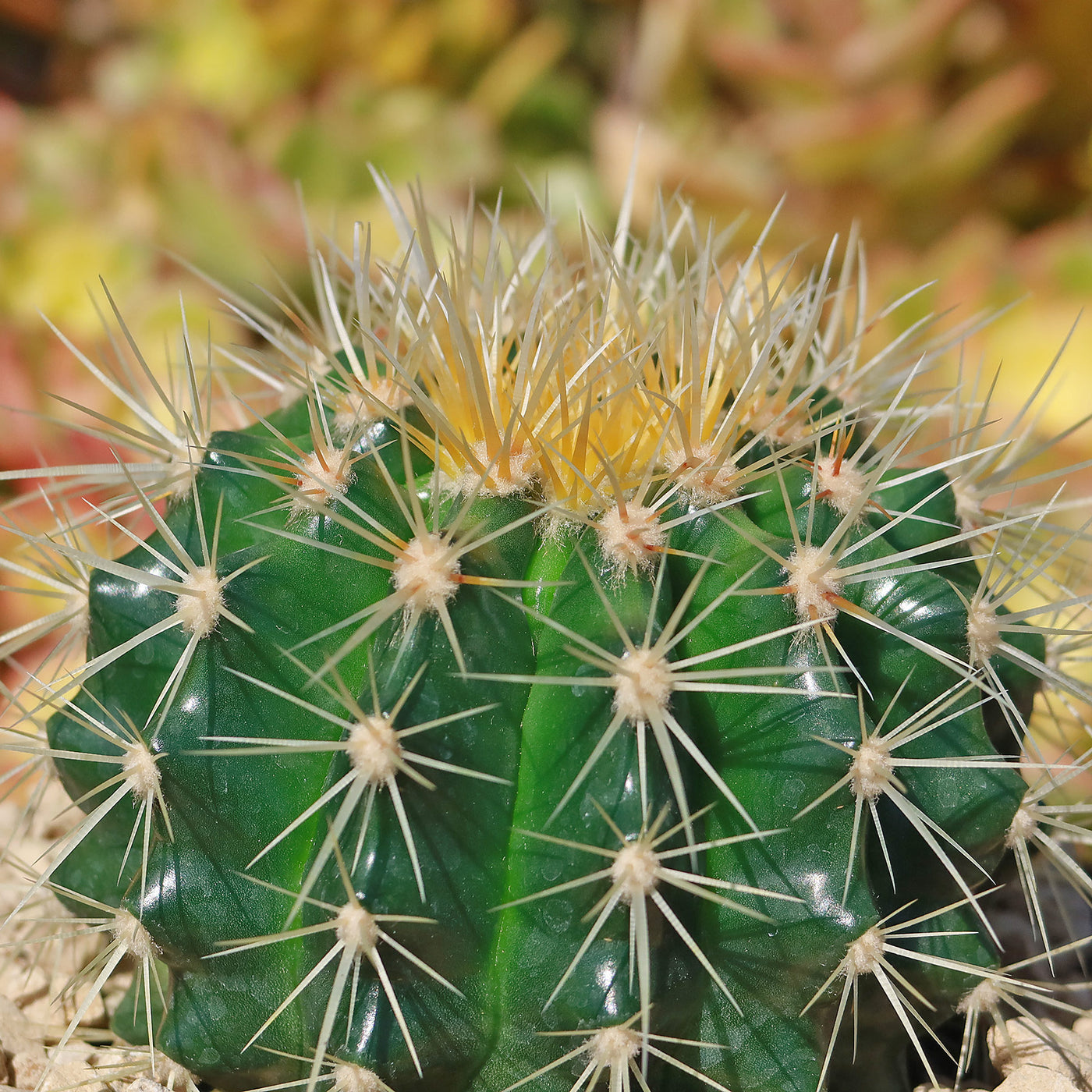 Golden Barrel Cactus - Echinocactus grusonii -35