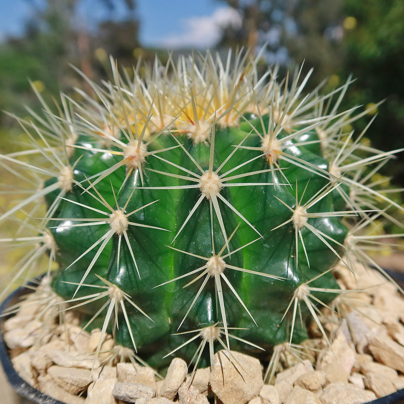 Golden Barrel Cactus - Echinocactus grusonii -36