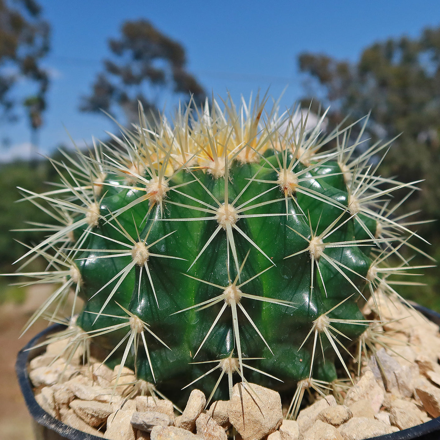 Golden Barrel Cactus - Echinocactus grusonii -17