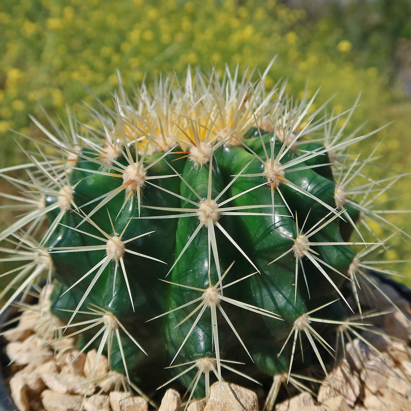 Golden Barrel Cactus - Echinocactus grusonii -19