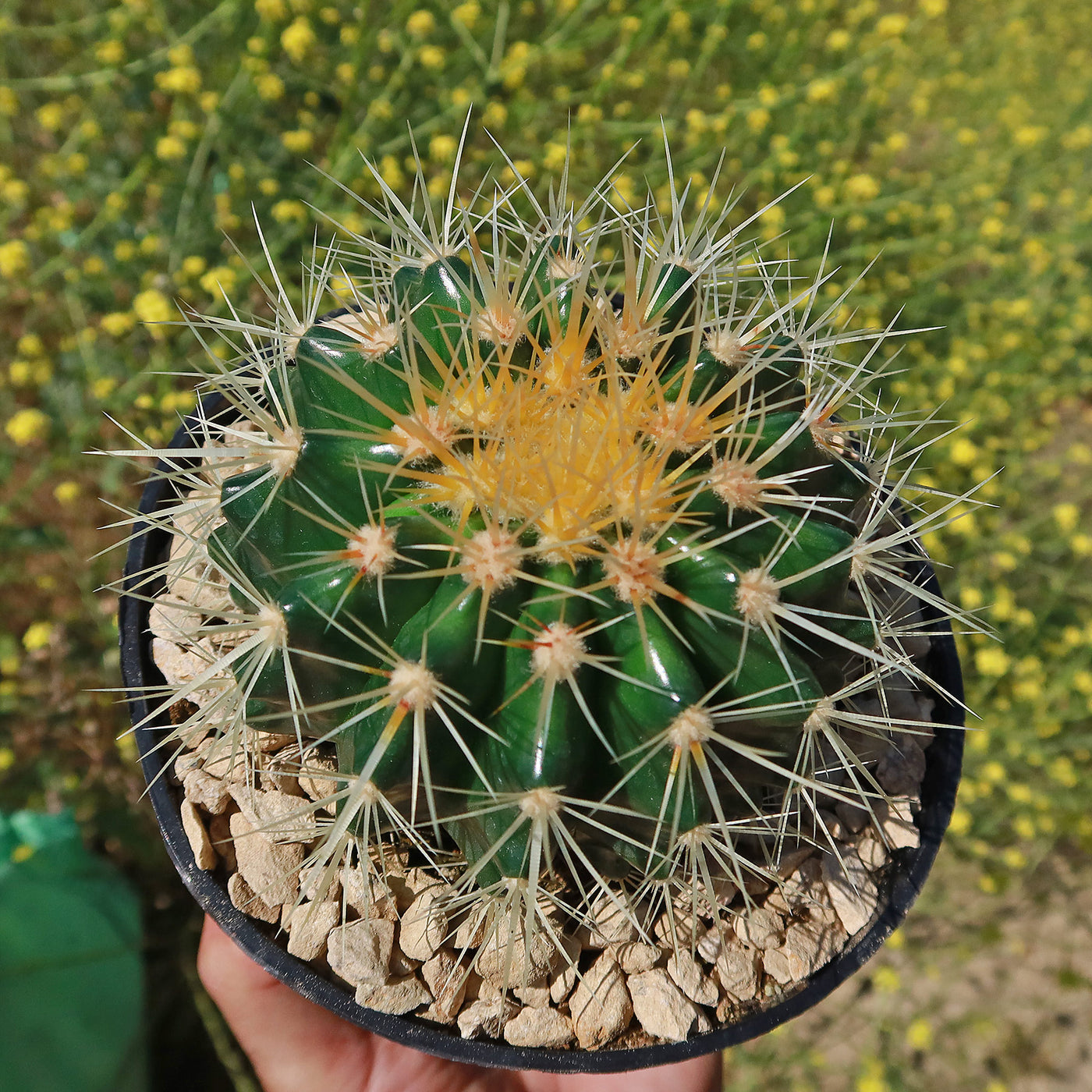 Golden Barrel Cactus - Echinocactus grusonii -18