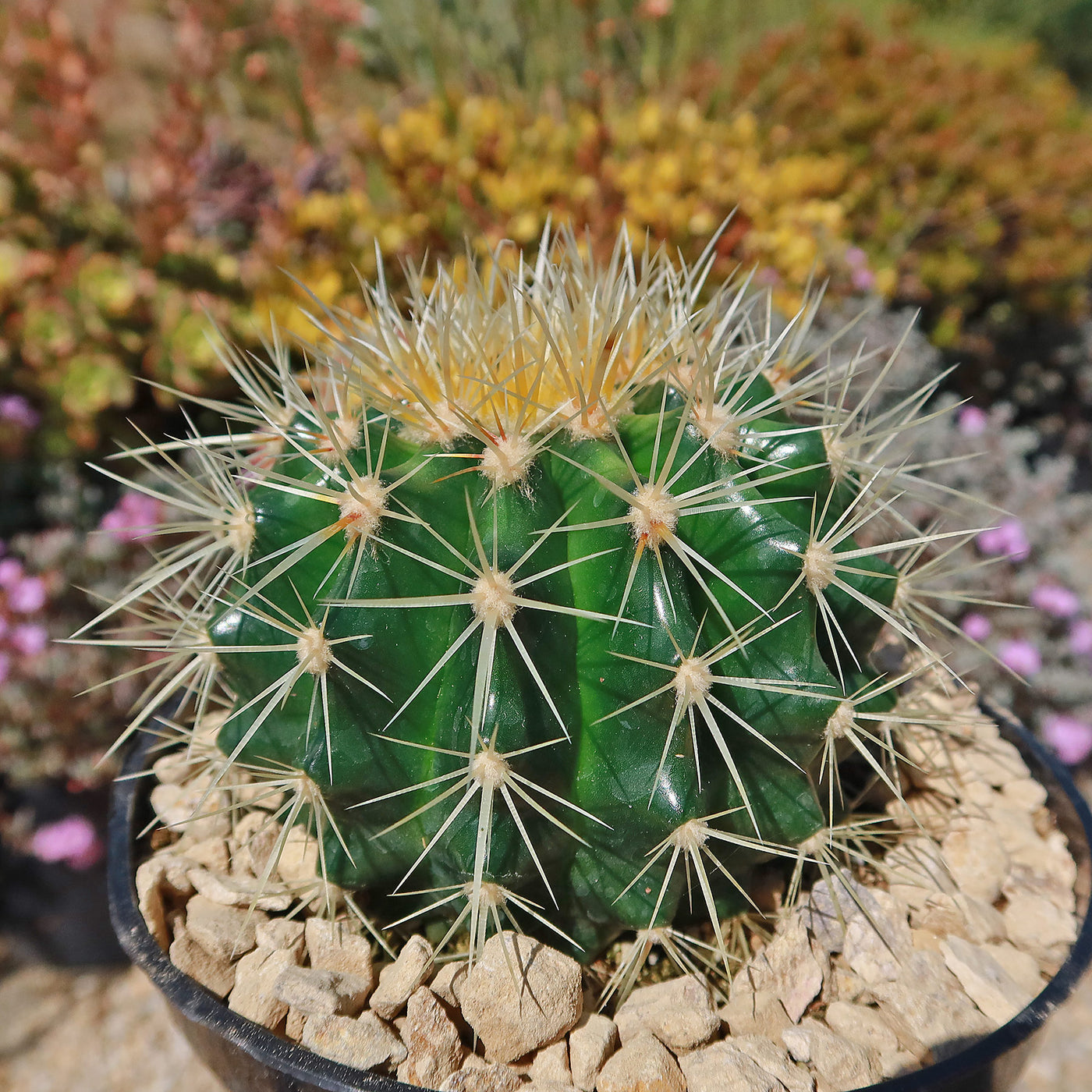 Golden Barrel Cactus - Echinocactus grusonii -37