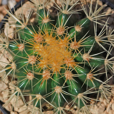 Golden Barrel Cactus - Echinocactus grusonii -20