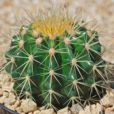 Golden Barrel Cactus - Echinocactus grusonii -38