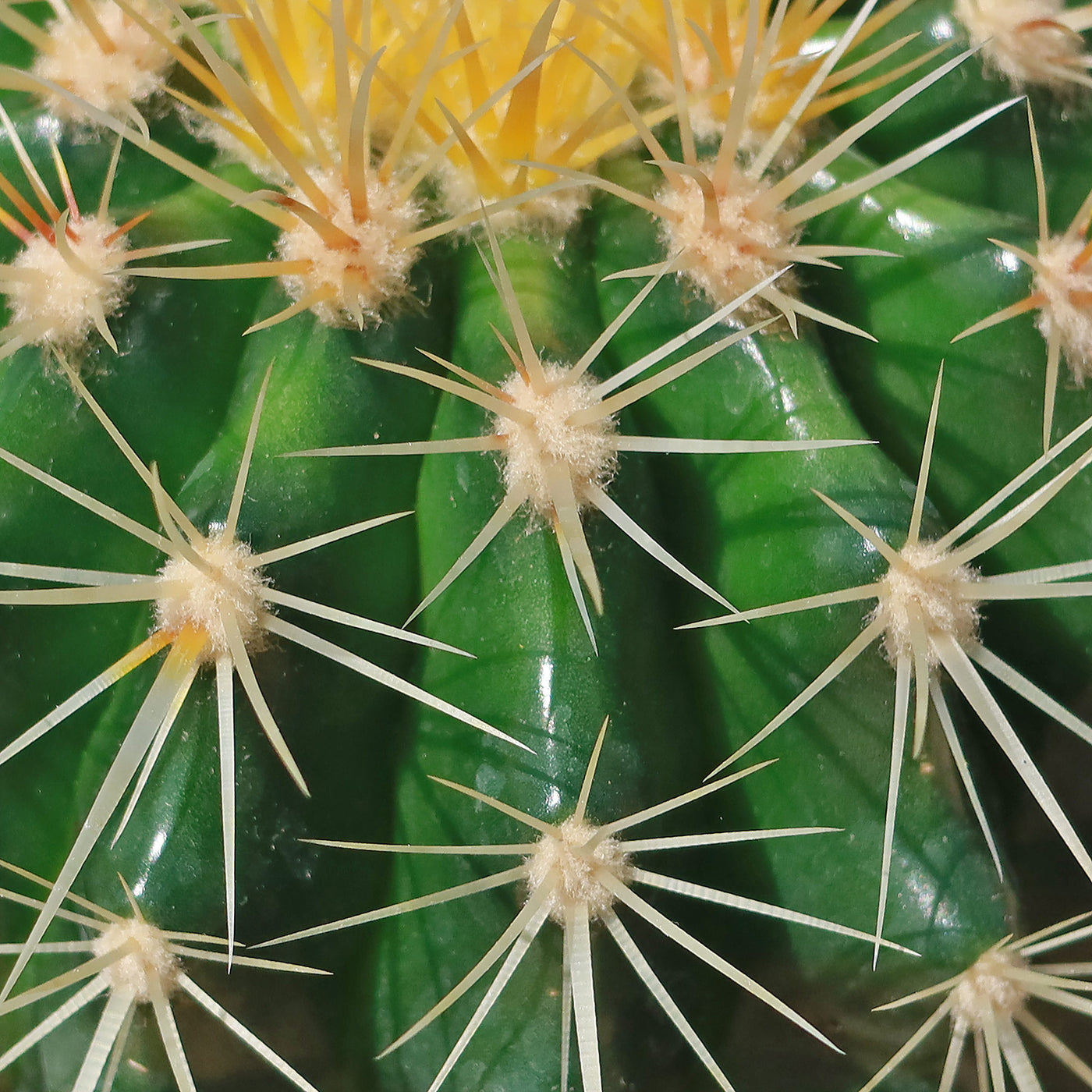 Golden Barrel Cactus - Echinocactus grusonii -39