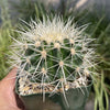 White Barrel Cactus &