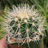 White Barrel Cactus &