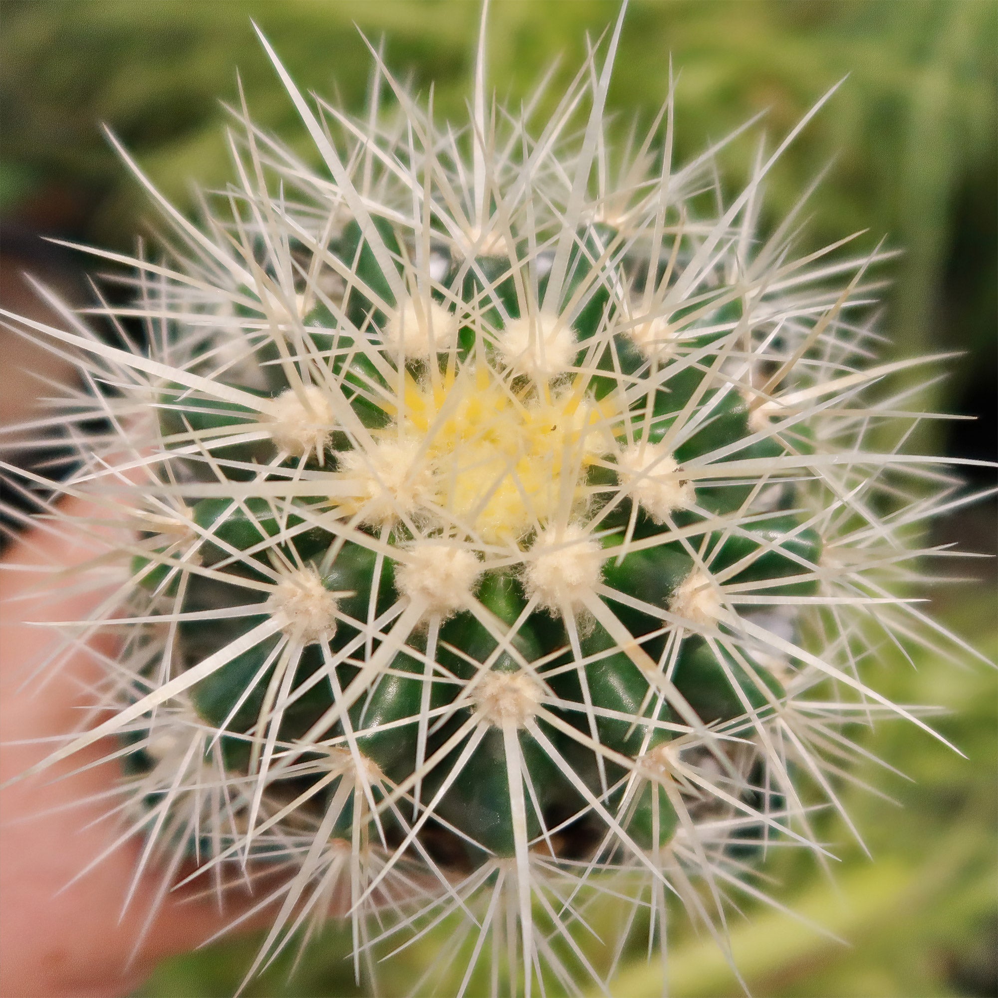 White Barrel Cactus 'Echinocactus grusonii albispinus'