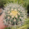 White Barrel Cactus &