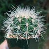 White Barrel Cactus &