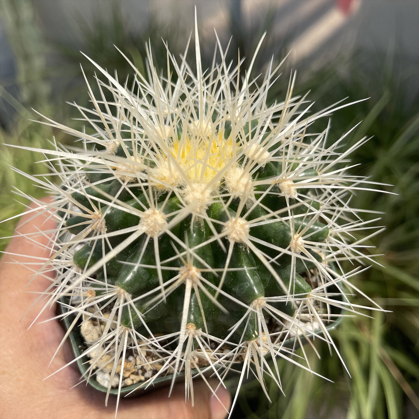 echinocereus pflege Echinocereus triglochidiatus f. inermis DesertSTORE.es