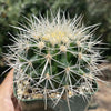 White Barrel Cactus &