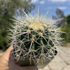 White Barrel Cactus &