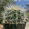 White Barrel Cactus &