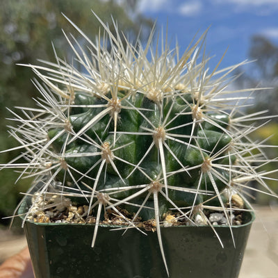 White Barrel Cactus 'Echinocactus grusonii albispinus'
