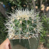 White Barrel Cactus &