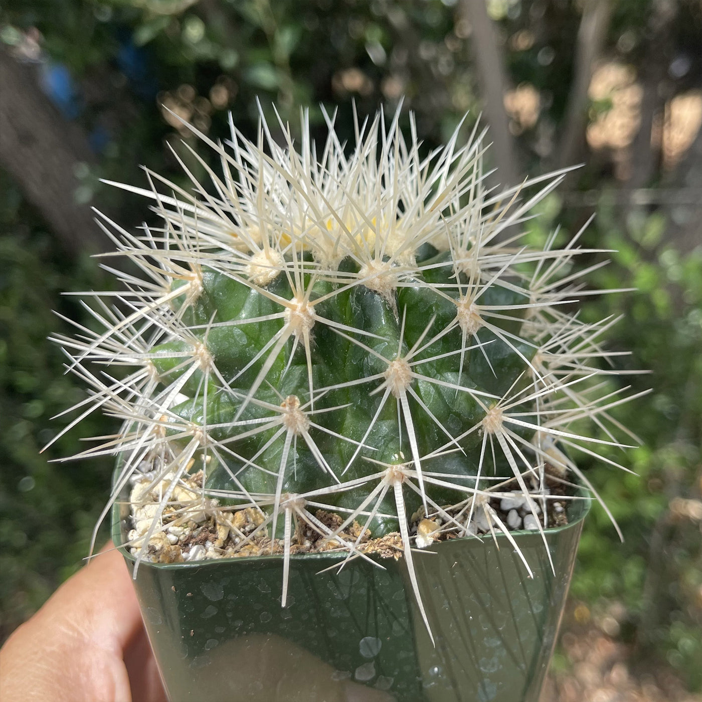 White Barrel Cactus 'Echinocactus grusonii albispinus'