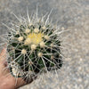 White Barrel Cactus &