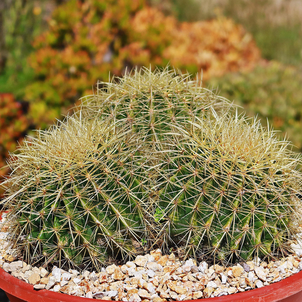 Tri-Cluster Golden Barrel Cactus - Echinocactus grusonii
