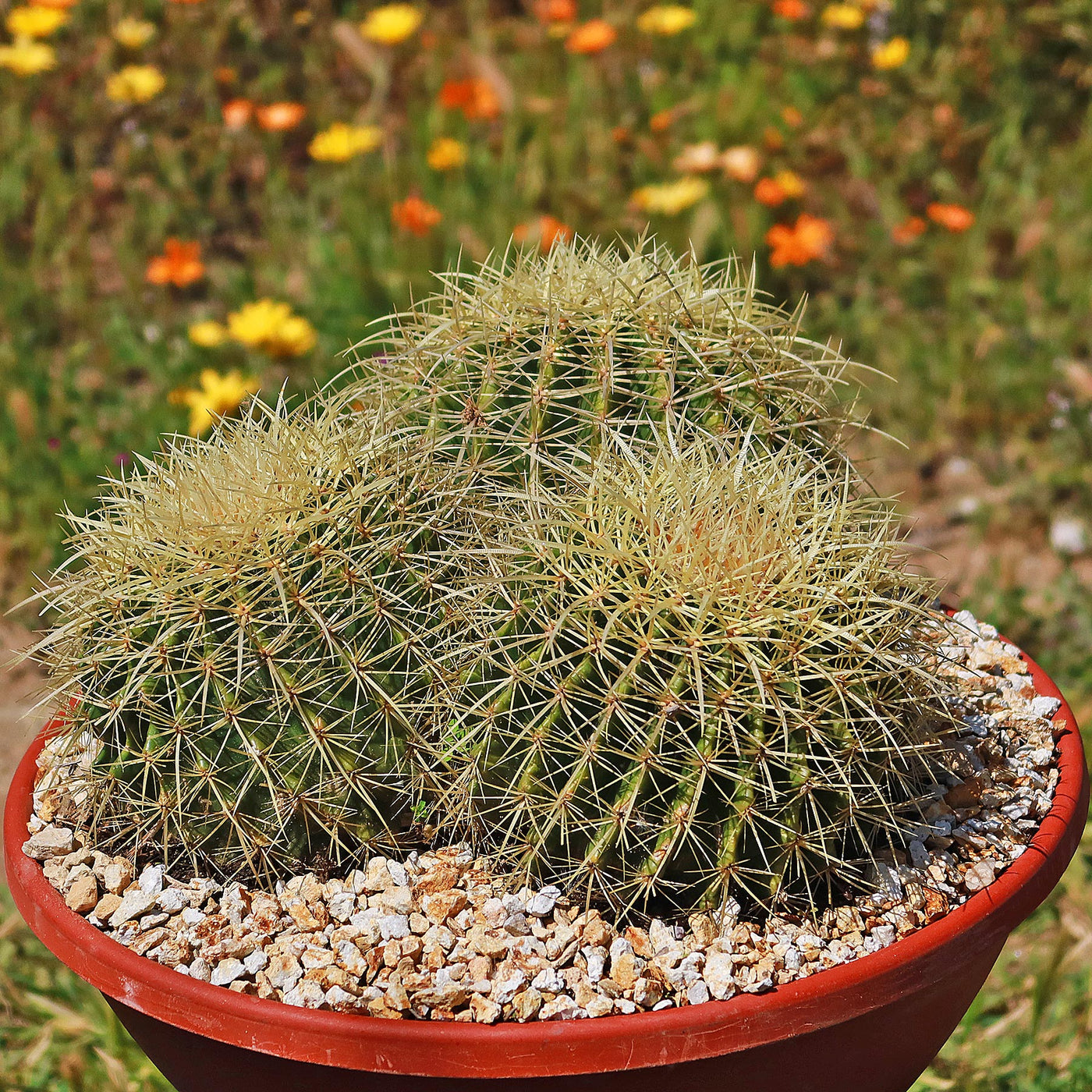 Tri-Cluster Golden Barrel Cactus - Echinocactus grusonii