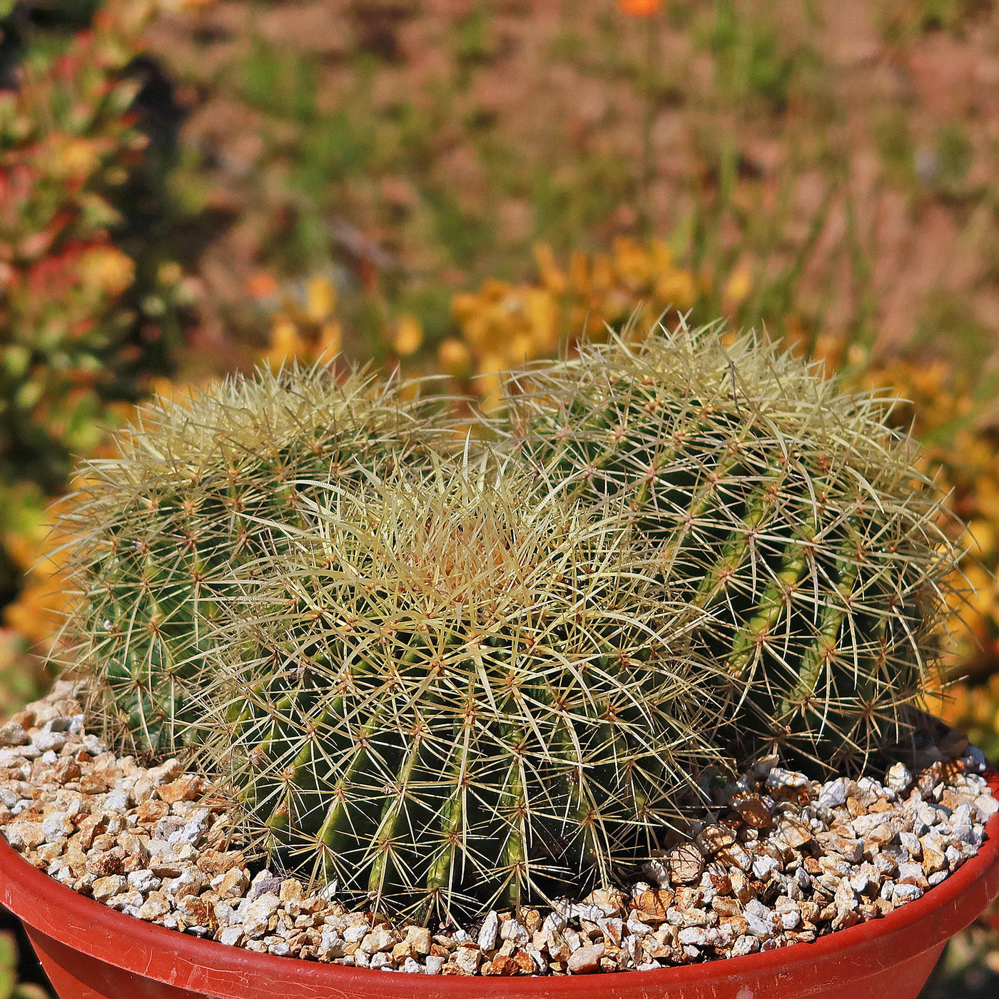 Tri-Cluster Golden Barrel Cactus - Echinocactus grusonii