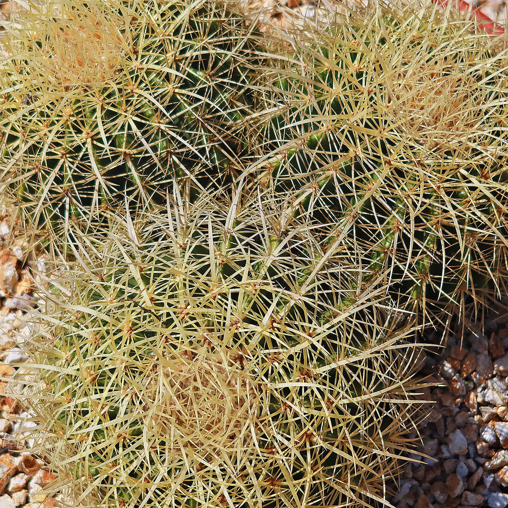 Tri-Cluster Golden Barrel Cactus - Echinocactus grusonii