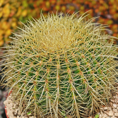 Golden Barrel Cactus - Echinocactus grusonii -24