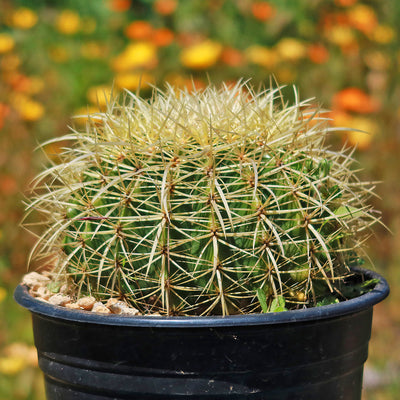 Golden Barrel Cactus - Echinocactus grusonii -10