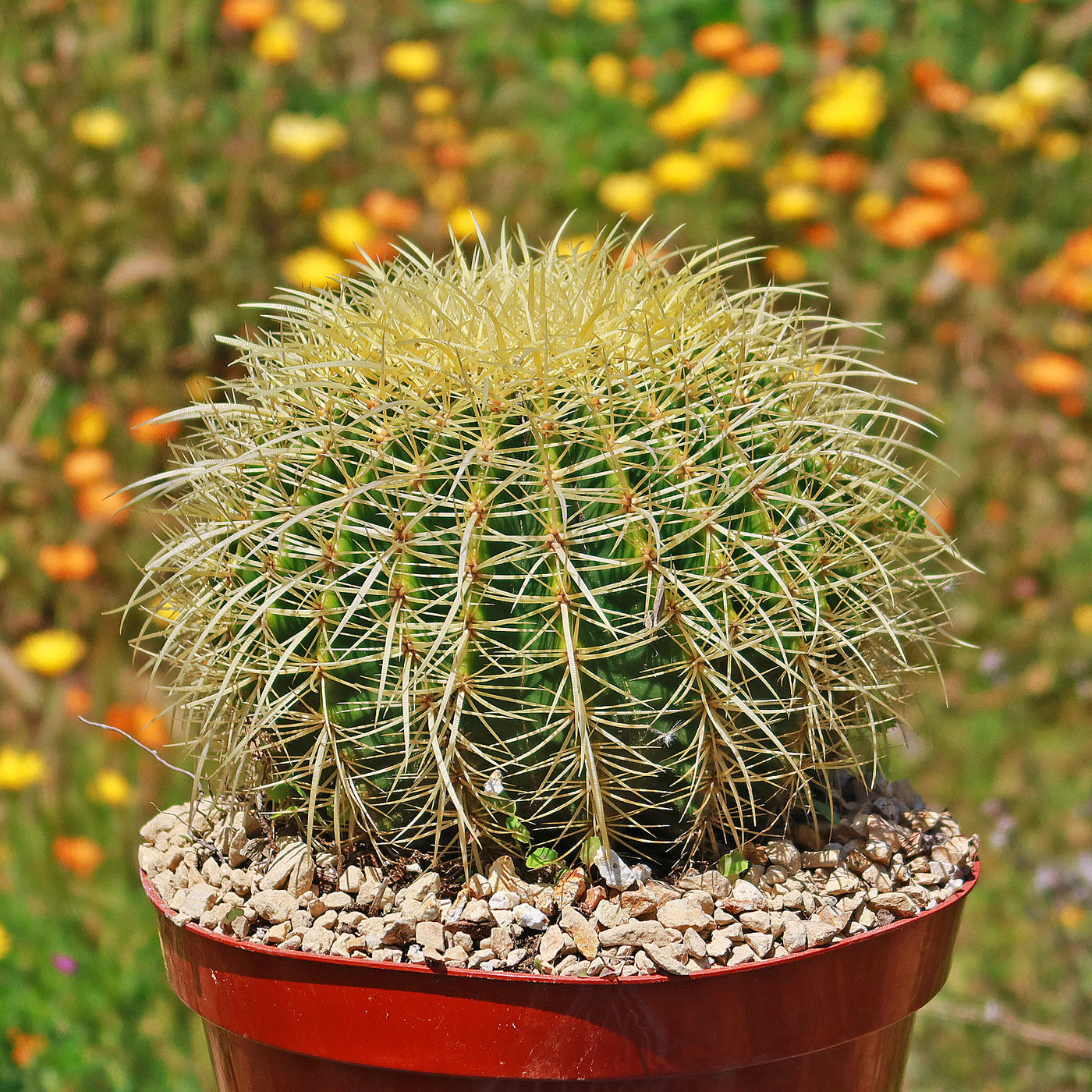 Golden Barrel Cactus - Echinocactus grusonii -25