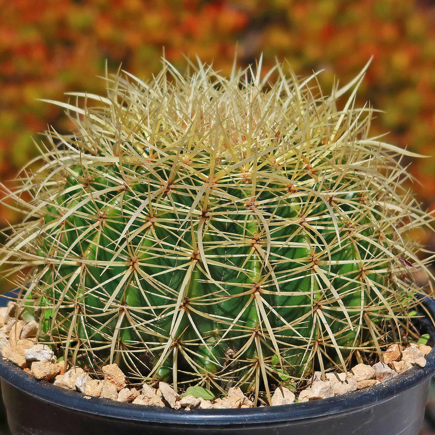 Golden Barrel Cactus - Echinocactus grusonii -13